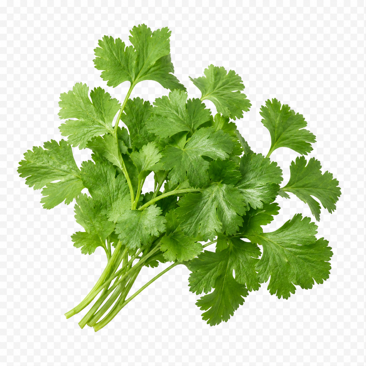 Cilantro